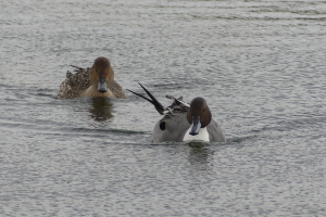 Wildlife sightings for 10th January 2022